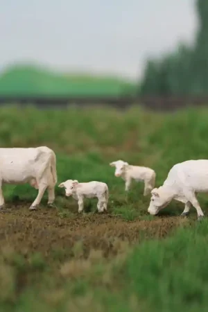 4 vaches du charolais dont deux veaux - VAN PETEGEM SCENARY HVPS214 - HO 1/87 Commande En Gros